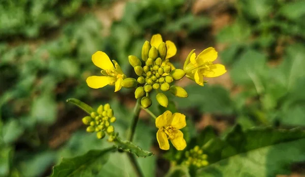 The mustard is a plant species in the genera Brassica. The plant age is less then one month and photo shoot at district Shamli U.P. north India.