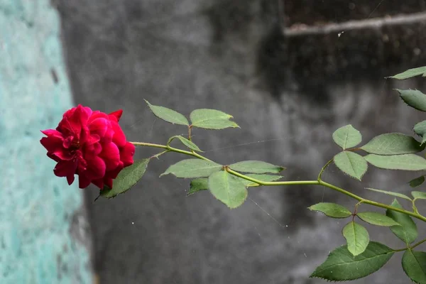 Eine Schöne Rosenblüte Die Eine Essenz Von Positivität Leben Schafft lizenzfreie Stockbilder