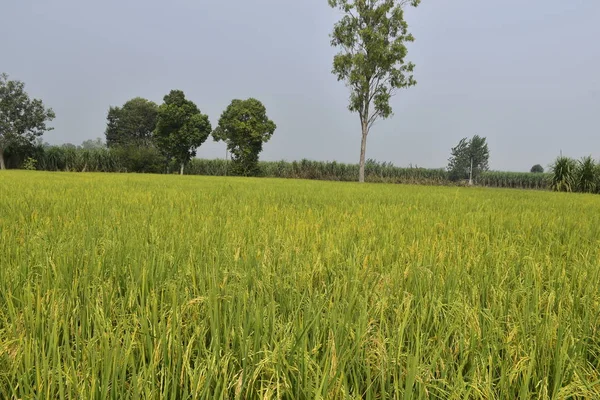 Campo Cultivo Arroz Durante Madurez Foto Tomada Norte India Antes — Foto de Stock