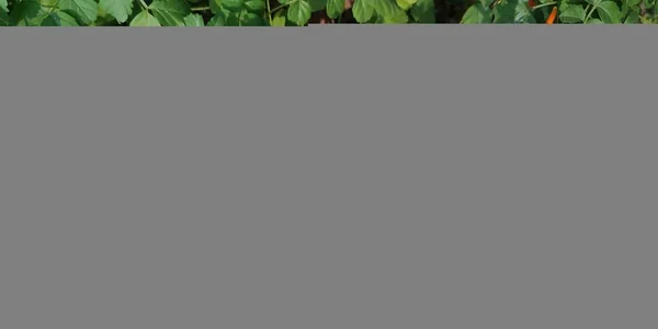 Tecoma Capensisorcape Жимолость Aspeciesofflowering Растение Оранжевый Цвет Цветы Повысить Красоту — стоковое фото