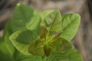 Narenciye ağacının genç dalları küçük ve yumuşak büyümesiyle taze bir görünüme sahiptir.. 