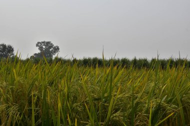 Olgunluk döneminde pirinç tarlası ve güzel tabiatlı bir arazi manzarası. Fotoğraf, birkaç günlük hasat öncesinde Kuzey Hindistan 'da çekildi..