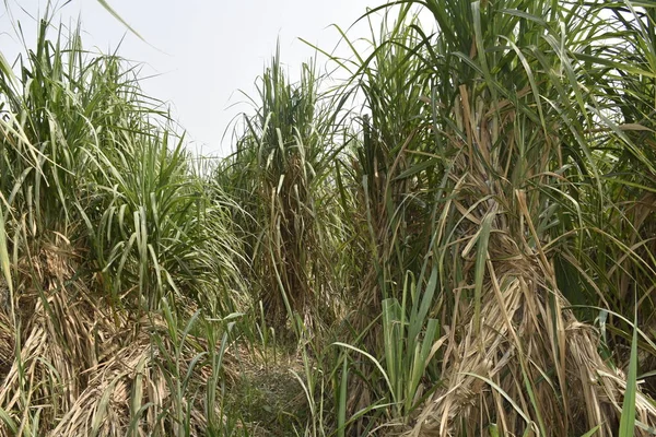 Сахарный Тростник Вегетативно Размножается Коммерческого Выращивания Используется Выращивания Сахара Фотосессия — стоковое фото