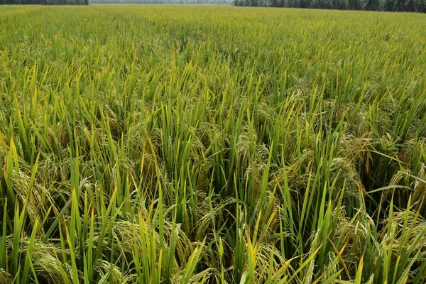 Рисовое Поле Время Зрелости Пейзажный Вид Поле Красивой Природой Фотография — стоковое фото