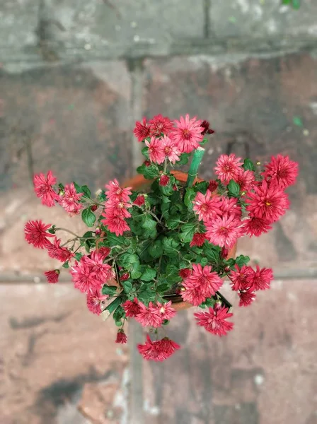 赤い菊の花の植物 正午にデリーでの写真撮影 — ストック写真
