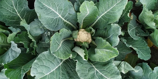 Coliflor Cultivada Naturalmente Admite Granja Captura Los Ojos Del Espectador —  Fotos de Stock