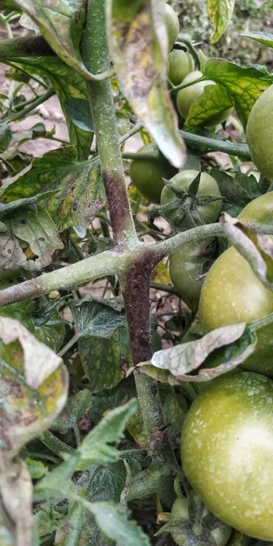Tomato plant is infected by late blight disease and in this picture show the damaged fruit by the disease and symptoms. Photo shoot in Haryana, India.