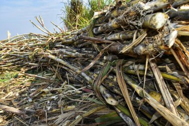 Şeker kamışı, şeker üretimi için ticari tarım için bitkisel olarak yayılır. Kuzey Hindistan 'daki tarlalardan hasat sırasında çekilen fotoğraf çekimi..