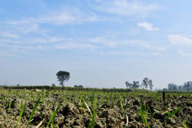 Tarlada yetişen güzel buğday, açık mavi gökyüzü olan küçük buğday bitkileri doğanın güzelliğini arttırır..