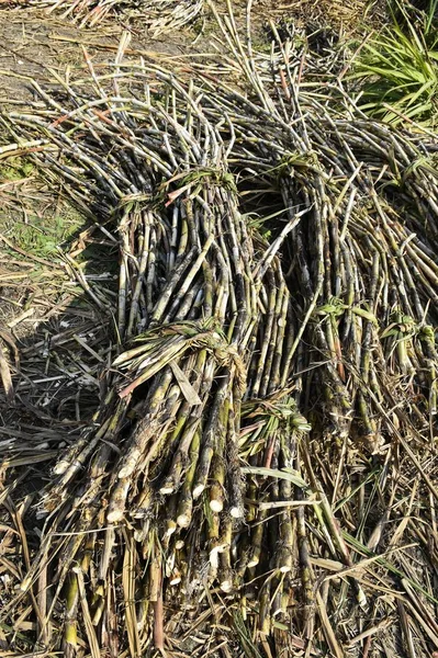 Zuckerrohr Wird Für Den Kommerziellen Anbau Zur Zuckerproduktion Vegetativ Vermehrt Stockbild