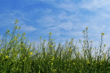 Hardal, Brassica cinsindeki bir bitki türüdür. Mavi gökyüzü ile bulanık sarı hardal çiçekleri grubu U.P. 'deki doğa fotoğraflarının güzelliğini arttırıyor. Kuzey Hindistan.