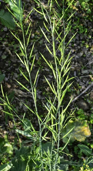 Der Senf Ist Eine Pflanzenart Aus Der Gattung Brassica Die — Stockfoto