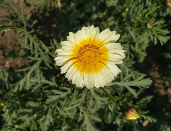 Glebionis Koronární Květina Fotografování Dillí — Stock fotografie