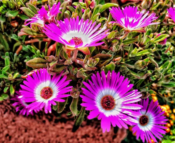 Livingstone Tusensköna Blommor Fotografering Vid Lunchtid — Stockfoto