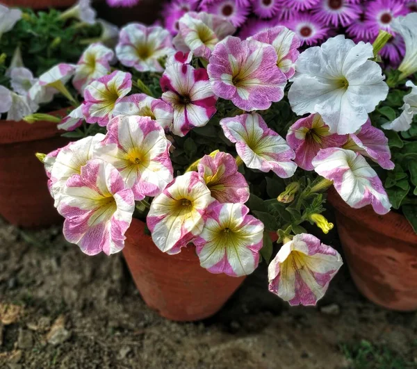 ペチュニアの様々な色の花 — ストック写真