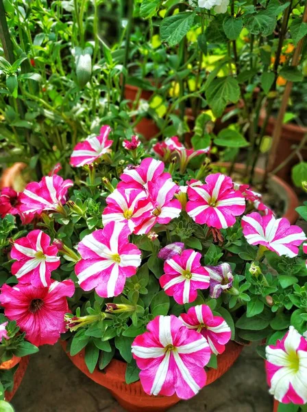 Várias Flores Cores Petúnia — Fotografia de Stock