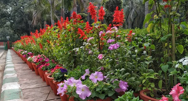 Planta Flores Várias Cores Situada Lado Estrada — Fotografia de Stock