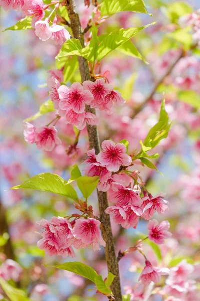 Flor de cereja ou flor Sakura no fundo da natureza — Fotografia de Stock