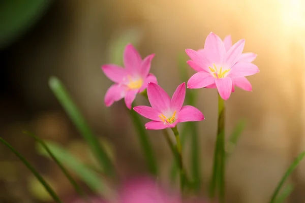 Schöne Lilienblüte. Zephyranthes Lilie, Feenlilie, kleine Lilie — Stockfoto