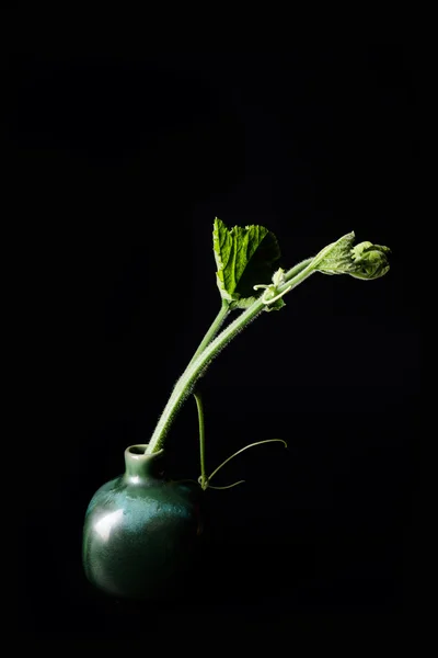 Hojas de tiro con calabaza sobre fondo negro . — Foto de Stock