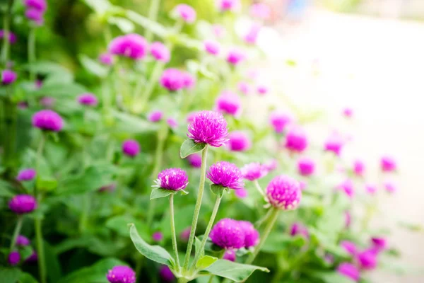 Küresel Amararanth veya Gomphrena Parlak Çiçeği Bahçede — Stok fotoğraf