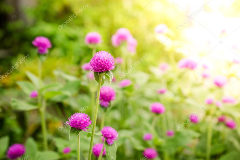 庭のグローブアマランスまたはゴンフレナグロボサの花 ストック写真 C Pritsadee