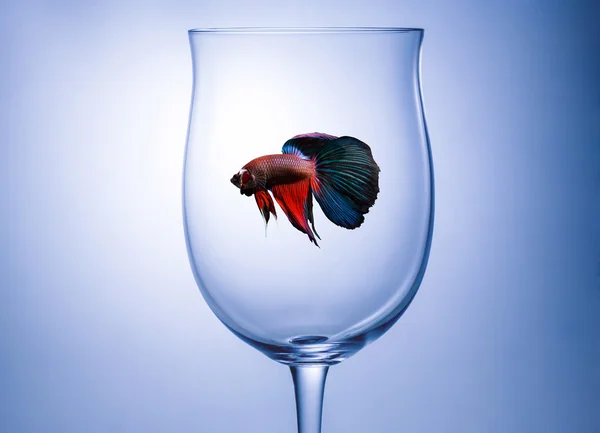 Червоно-синій halfmoon боротьба з рибою в Бокал для вина — стокове фото