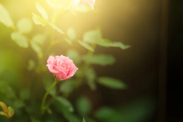 Schöne rosa Rose Blume in einem Garten — Stockfoto