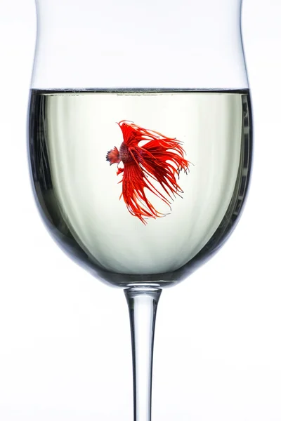 Червоний дракон Бетта риби в Бокал для вина — стокове фото