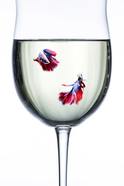 Червоно-синій halfmoon боротьба fishs в Бокал для вина — стокове фото