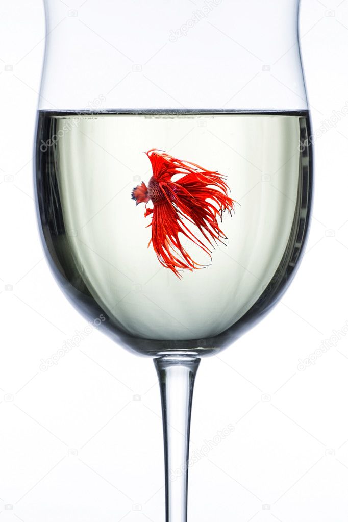 Red Dragon Betta fish in wine glass Stock Photo by ©pritsadee 127810016