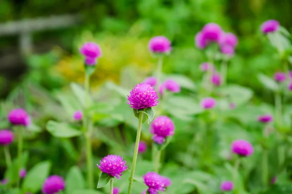 Globe amaranth ou Gomphrena globosa flor no jardim — Fotografia de Stock