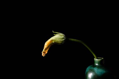 siyah zemin üzerinde taze sarı kabak çiçeği.