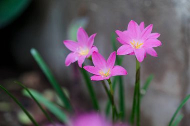 Beautiful rain lily flower. Zephyranthes Lily ,Fairy Lily, Littl