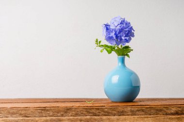 Vazoda Çiçekler mavi plumbago 