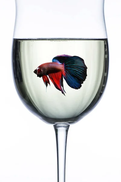 Червоно-синій halfmoon боротьба з рибою в Бокал для вина — стокове фото