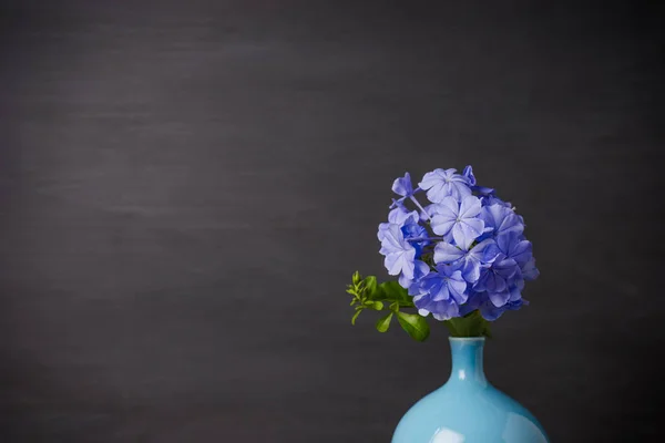 Modrá pro plumbago květiny ve váze — Stock fotografie