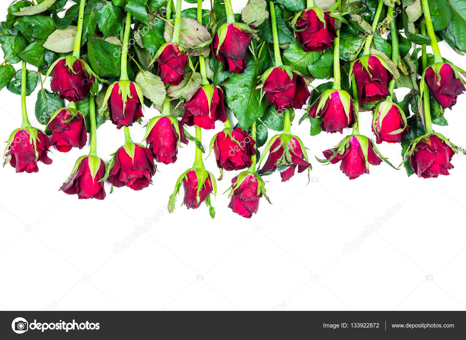 Border of fresh red roses isolated on white background Stock Photo by ...