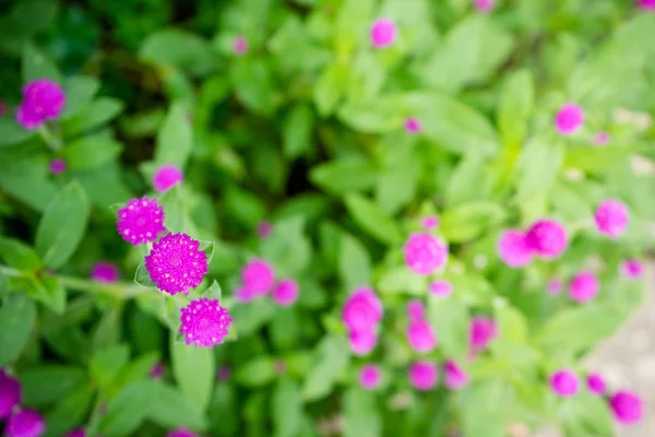 Globe amaranth nebo Gomphrena globosa květina v zahradě — Stock fotografie