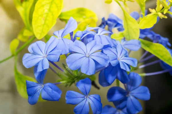 Blue plumbago flowers in in garden (Cape Leadwort or Plumbago au — Stock Photo, Image