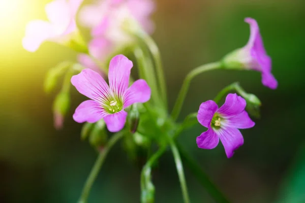 Hermosa flor pequeña rosa en el jardín —  Fotos de Stock