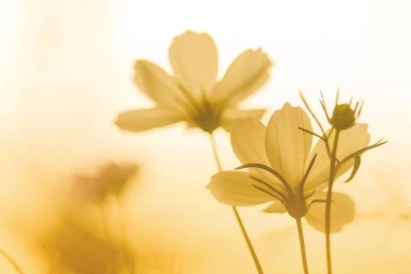 Rosa Kosmos Blume auf dem Feld bei Sonnenuntergang — Stockfoto