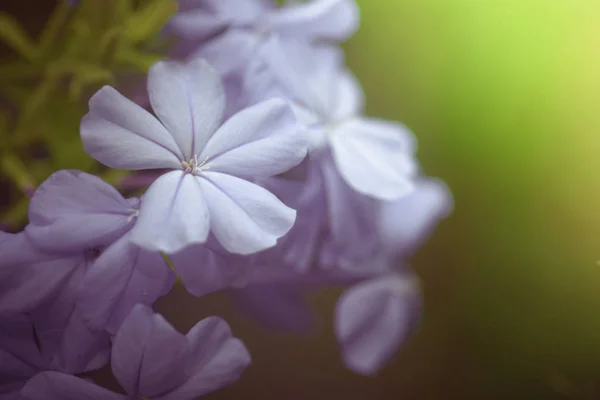 Blaue Pflaumenblüten im Garten (cape bleiwurz oder plumbago au) — Stockfoto