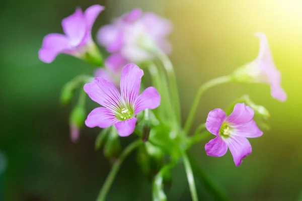 Beautiful pink small flower in the garden — Stock Photo, Image