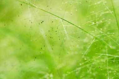 bahar ya da yaz çimen ile doğa arka plan