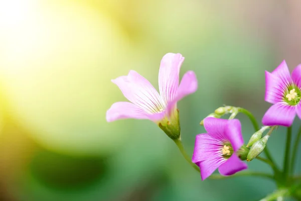 Schöne rosa kleine Blume im Garten — Stockfoto