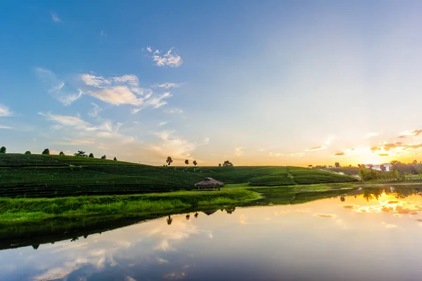 Sunset view of tea plantation landscape — Stock Photo, Image