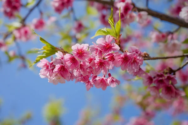 Kersenbloesem of Sakura bloem op natuur achtergrond — Stockfoto