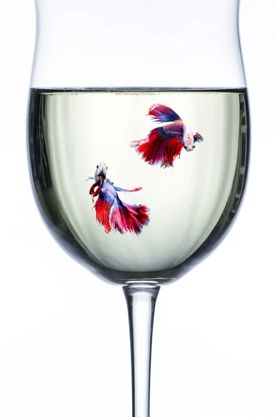Червоно-синій halfmoon боротьба fishs в Бокал для вина — стокове фото