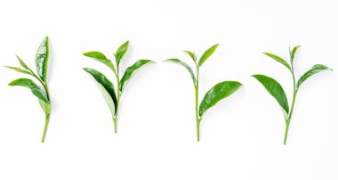 Beyaz arkaplanda yeşil çay yaprağı izole